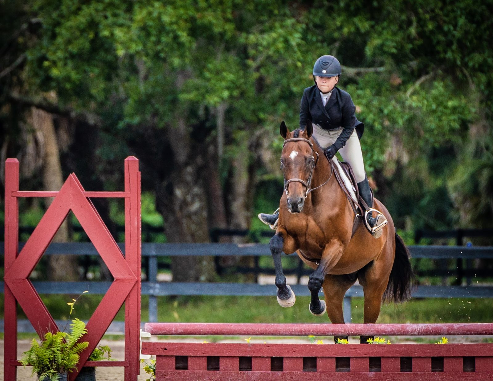 Equestrian rider and horse jumping over a red obstacle
