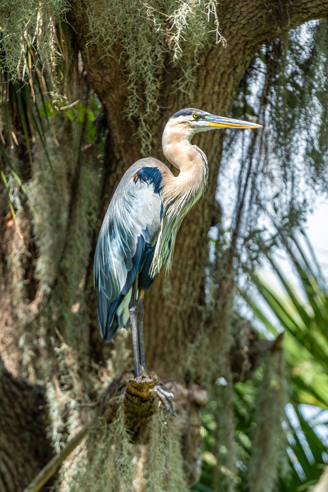 Great blue heron perched on tree with Spanish moss
