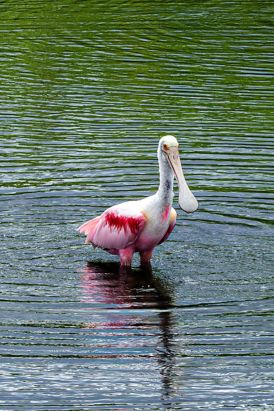 Pink and white bird standing in green water
