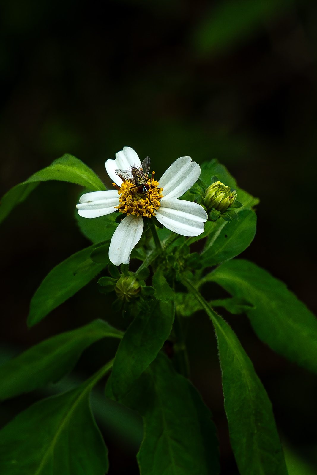 Fly on white flower with yellow center and green leaves