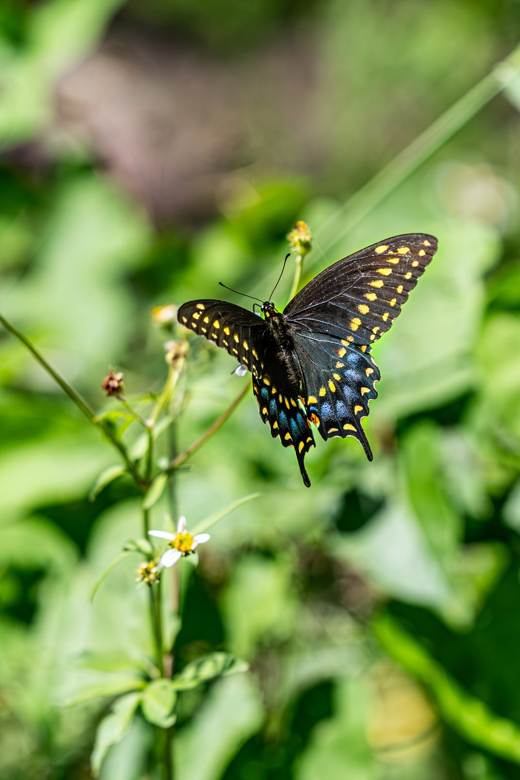 Black and yellow spotted butterfly on green plant