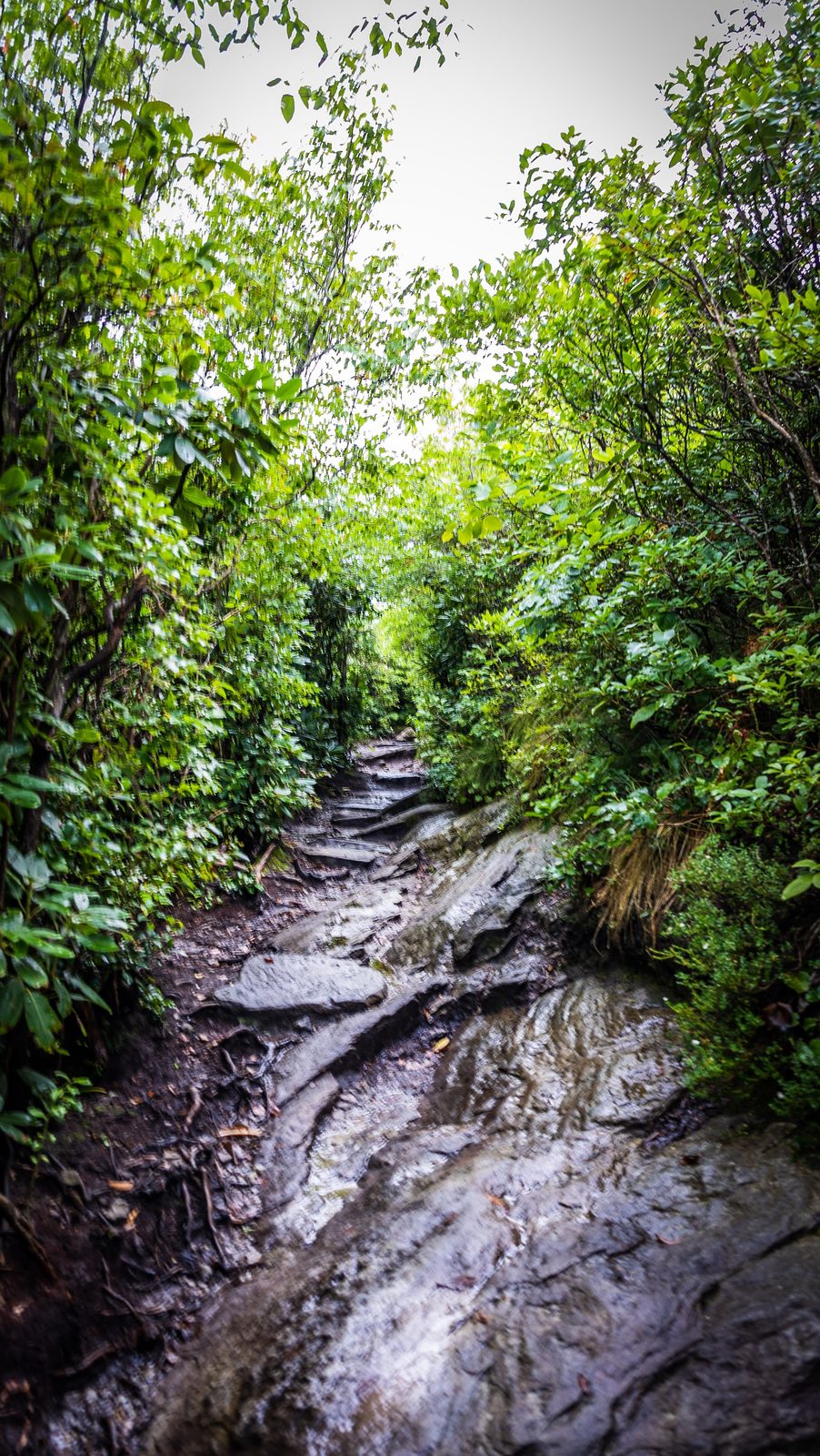 Lush forest path with rocky stream and dense greenery