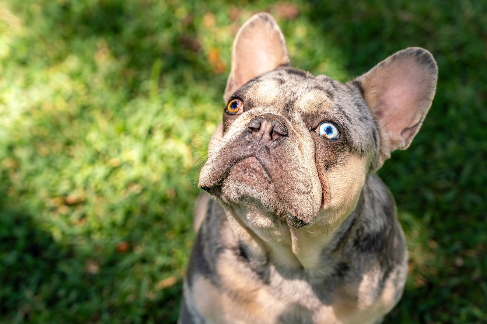 French Bulldog with heterochromatic eyes outdoors
