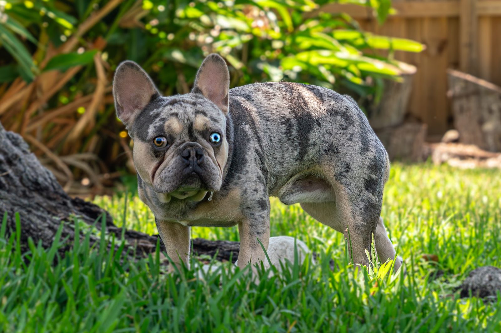 French Bulldog with blue and brown eyes in grassy garden