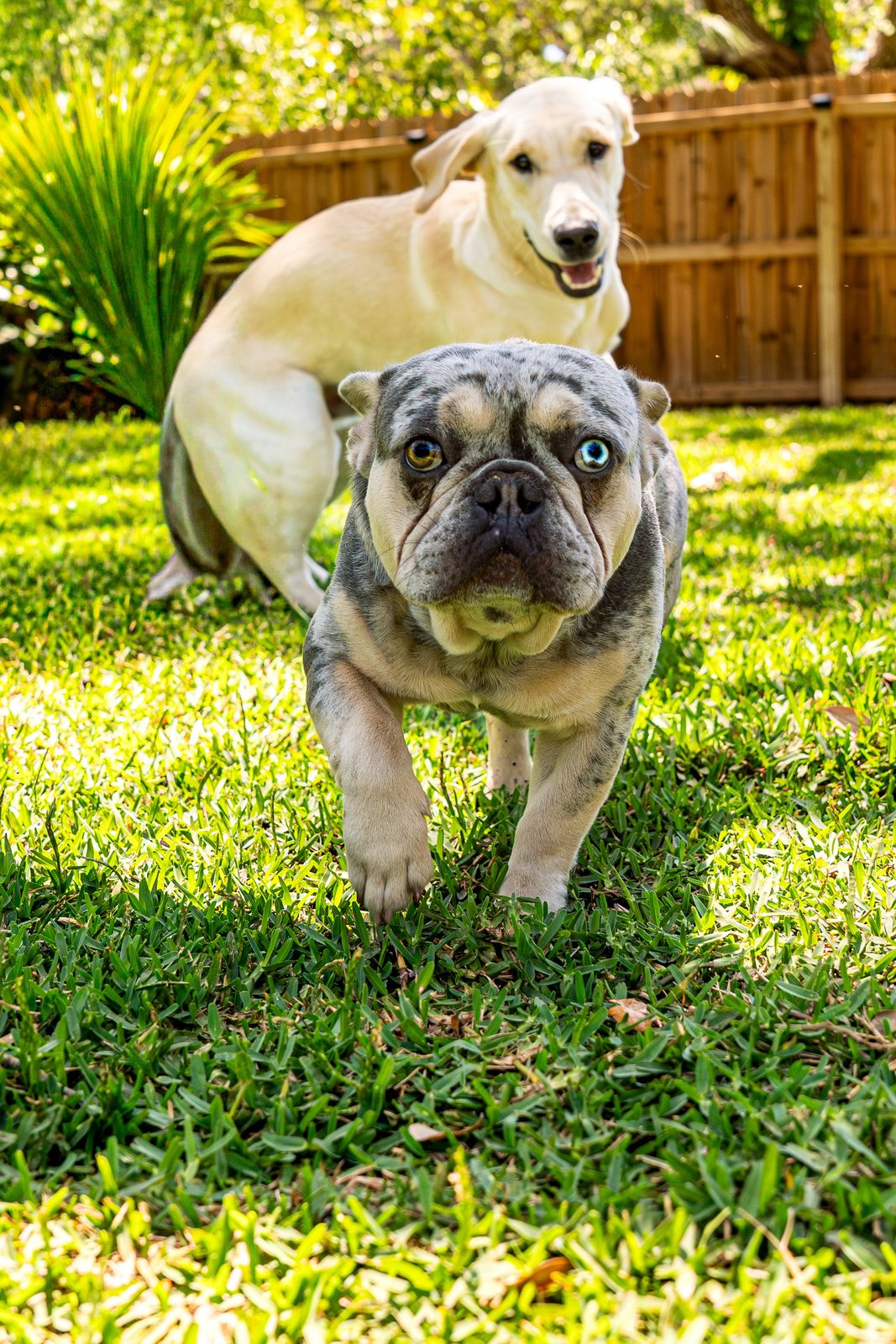 Two dogs playing on grass in a backyard