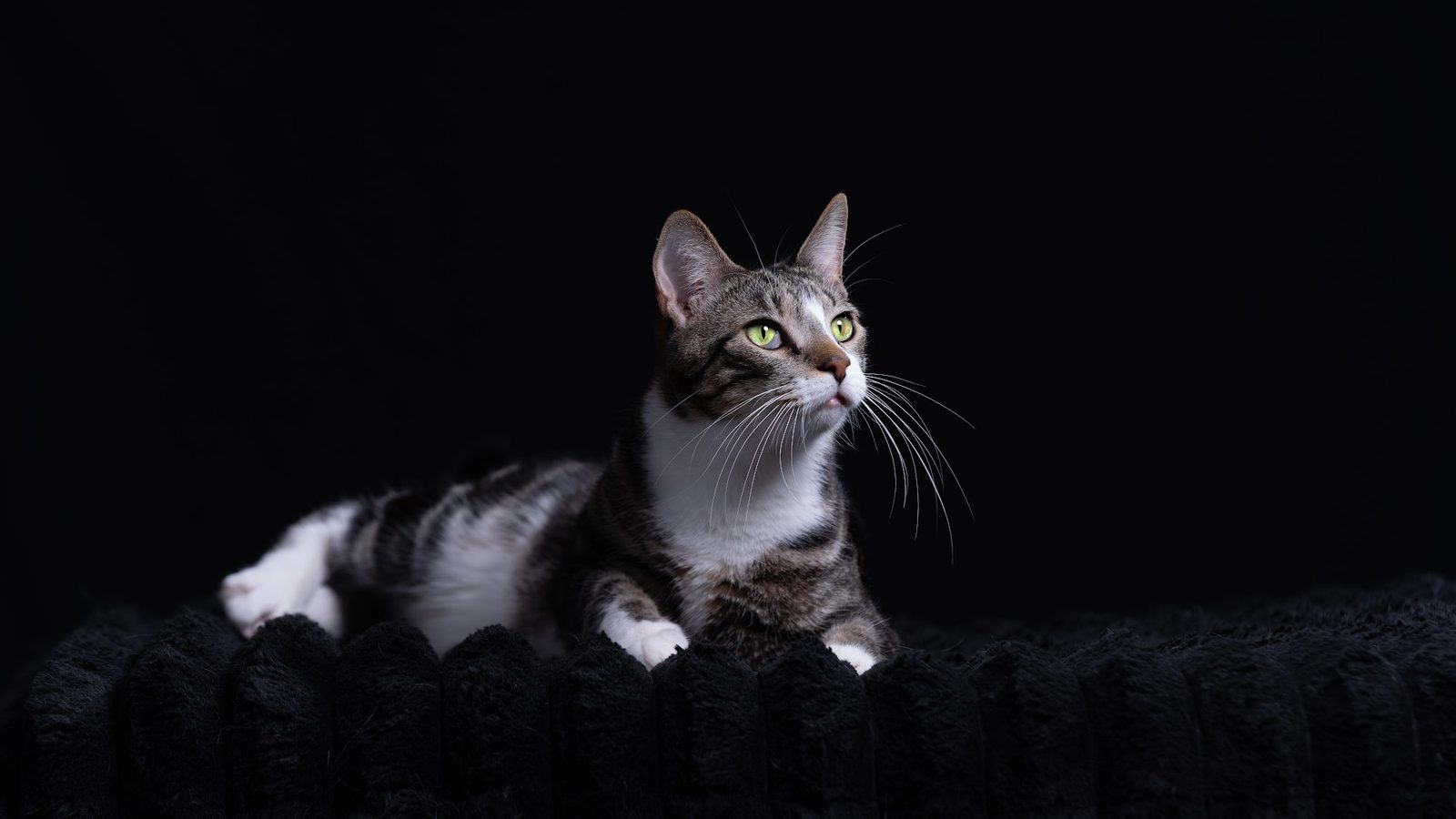 Gray and white cat with green eyes on black fabric