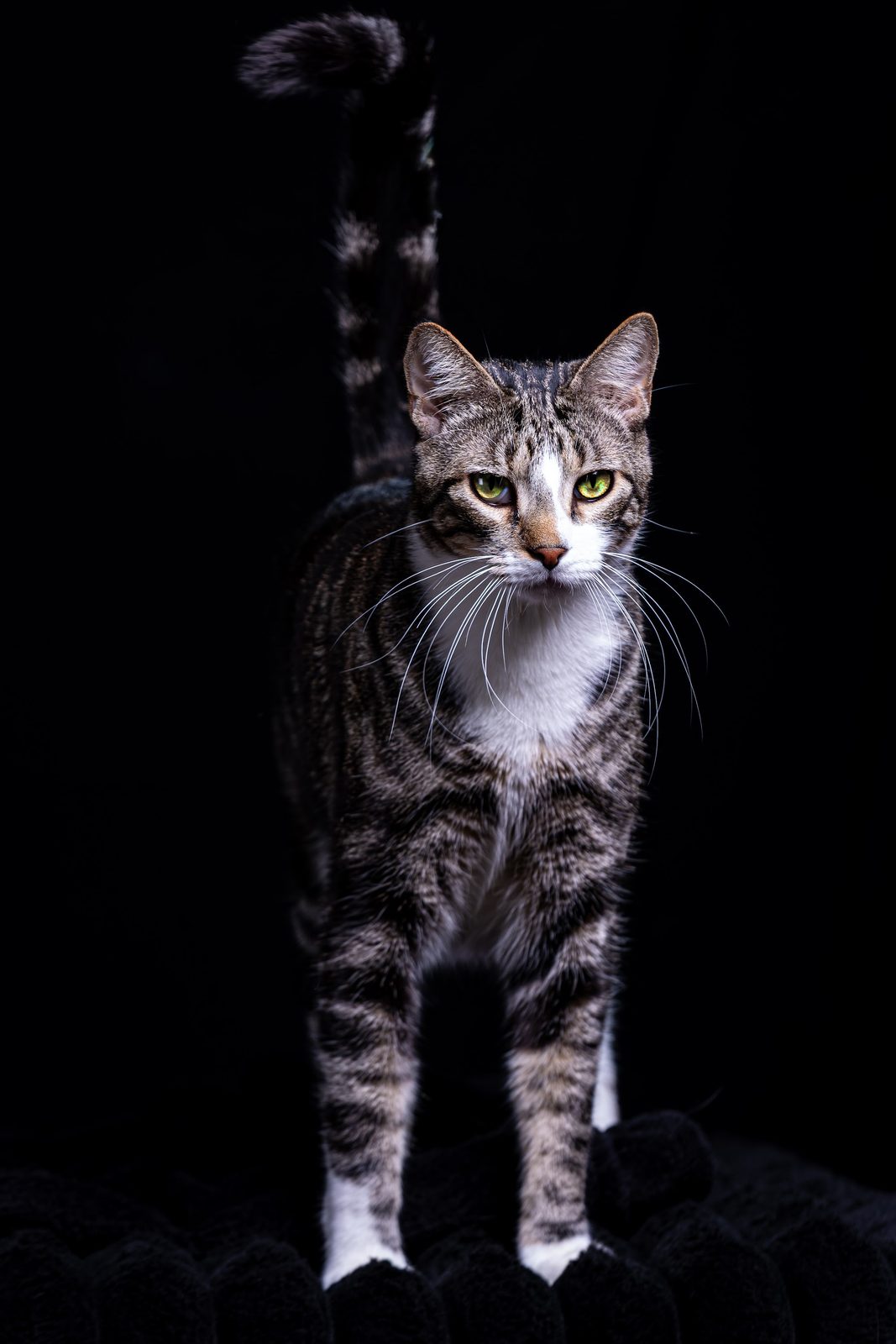 Striped tabby cat with green eyes standing against black background