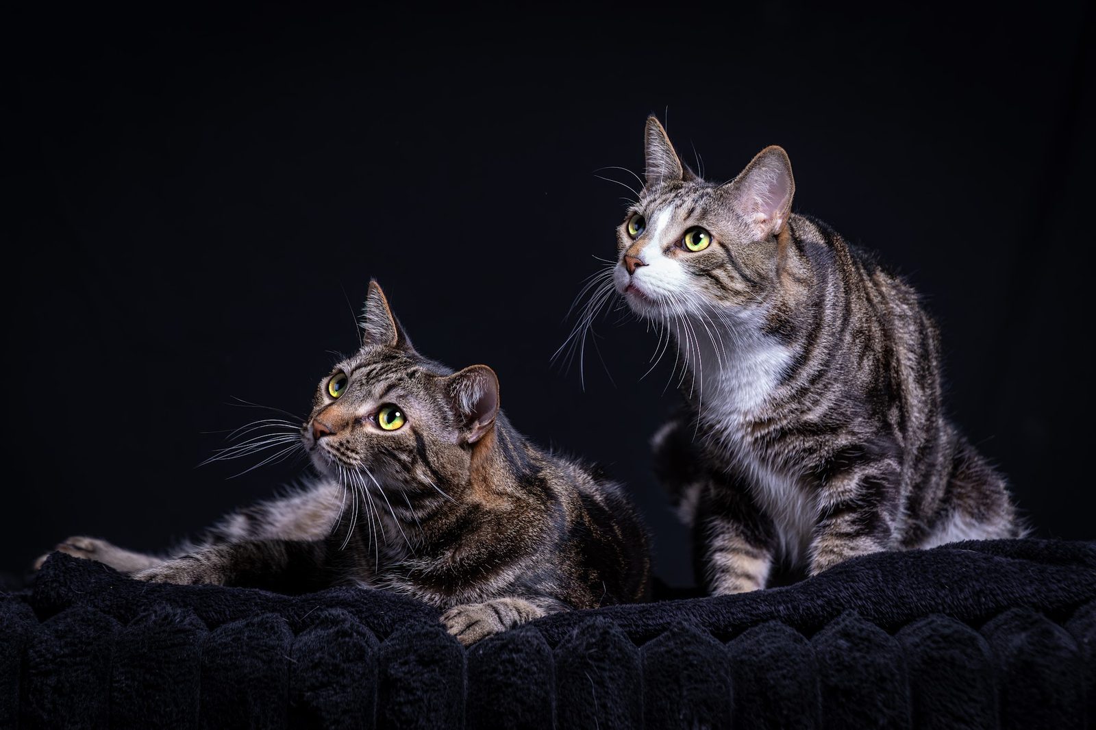 Two tabby cats resting on a dark blanket