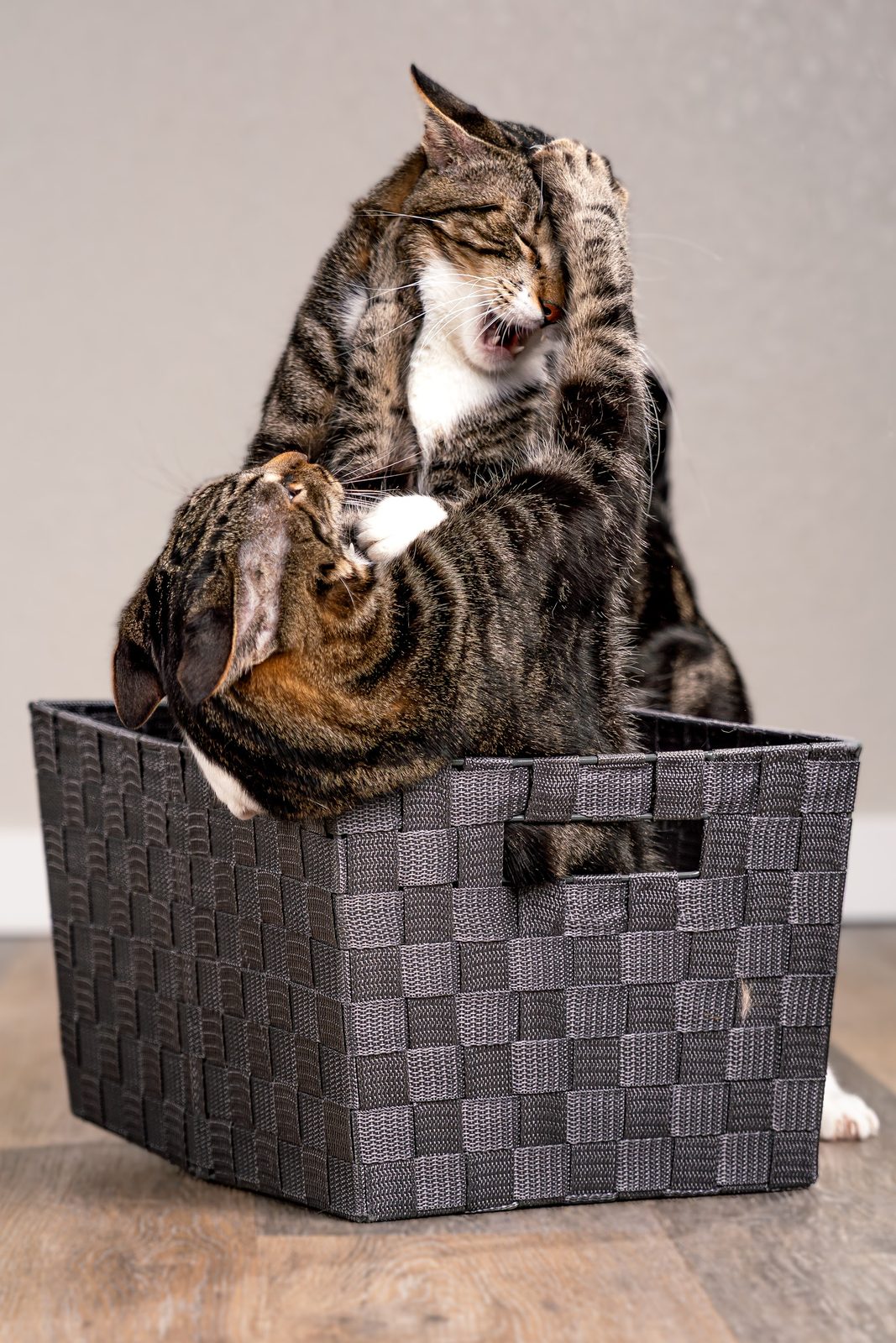 Two cats play together in a woven basket
