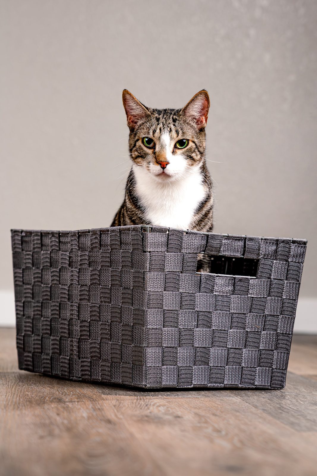 Tabby cat with white chest sitting in woven basket