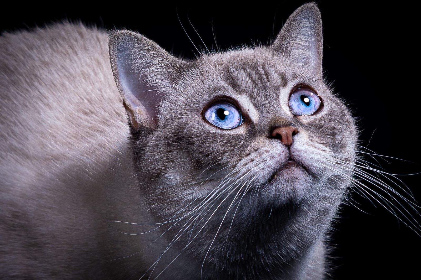 Close-up of a gray cat with blue eyes looking upward